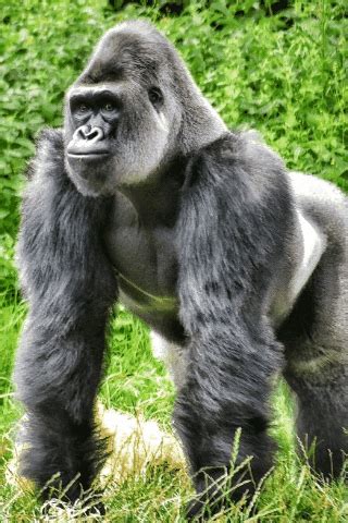 Goril gif